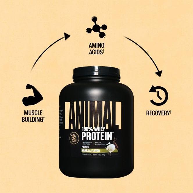 Animal 100% Whey Protein Powder – Whey Blend for Pre Workout or Post Workout, Recovery, or an Anytime Low Sugar Protein Boost Meal Replacement with BCAA Branched Chain Amino Acids – Chocolate, 4 lb